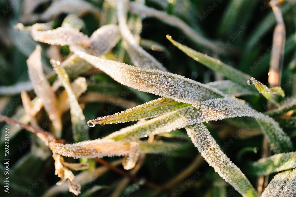 Fototapeta premium Green leaves with dew and frost, frost. Background.