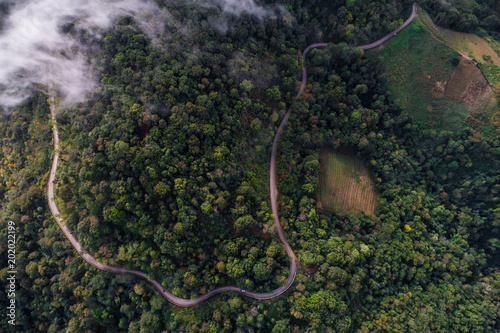 Green scenery aerial view of deep mountain forest with road
