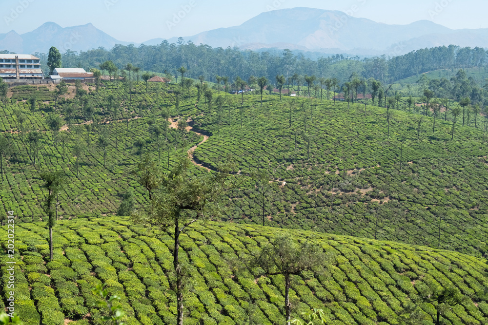 Silver Oak trees (Grevillea robusta) are prevalent in the landscape on a tea plantation in Tamil Nadu. The trees are planted to protect the tea bushes from extremes of cold and hot weather