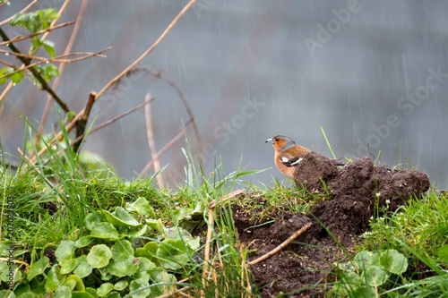 Chaffinch on a wet day  © Charlotte