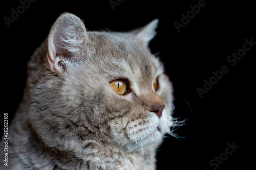 Portrait of the cat of the Selkirk Rex breed. Isolated on black. Small depth of field.