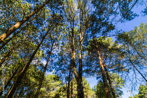 Pine forest nature background blue sky