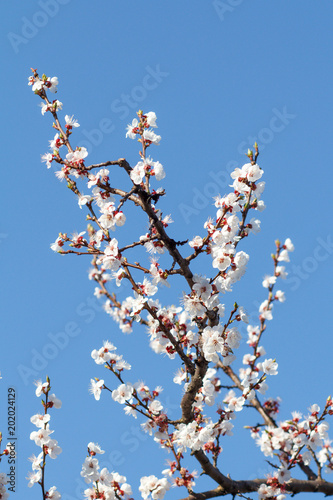 Branch of apricot tree in the period of spring flowering