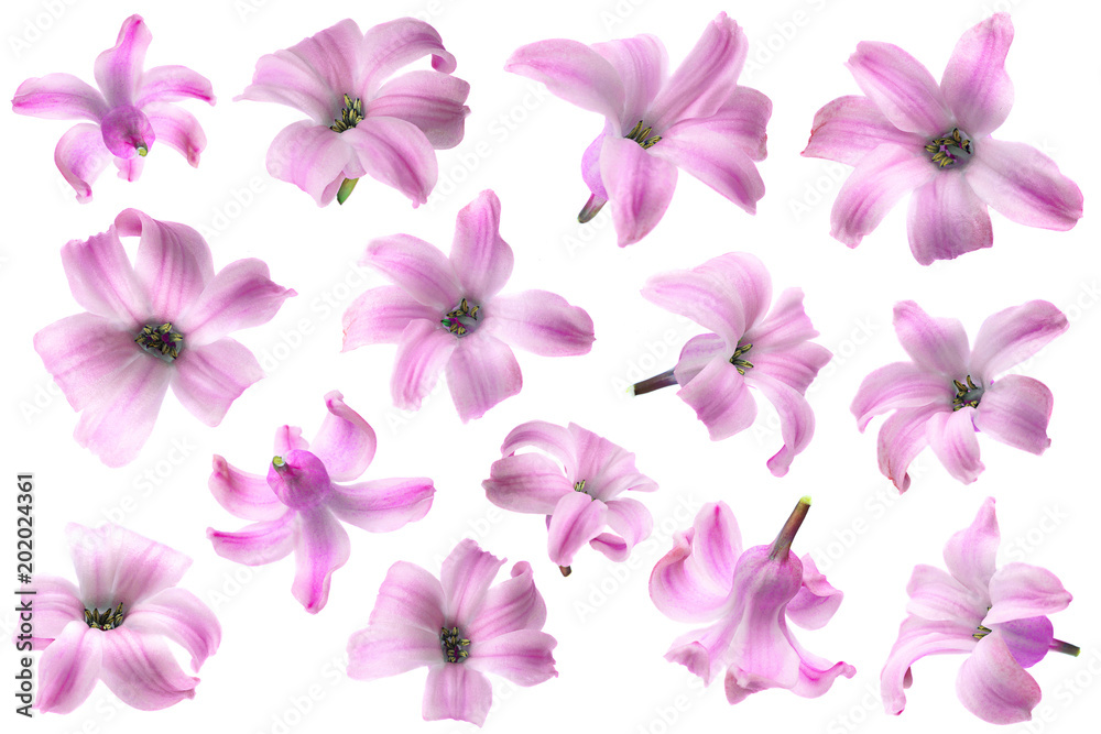 Hyacinth spring flower collection on white Hyacinth spring flower collection on white