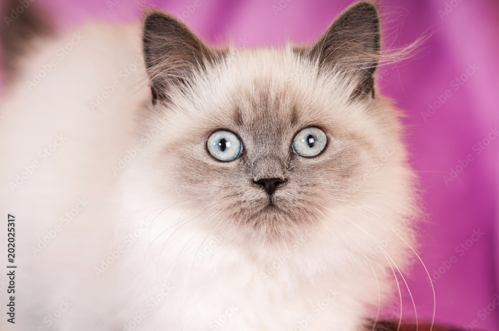Junge Britisch Colourpoint Katze sieht in die Kamera