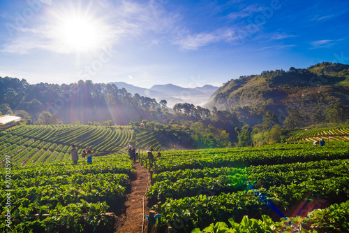 Strawberry plantation field on mountain hill in morning