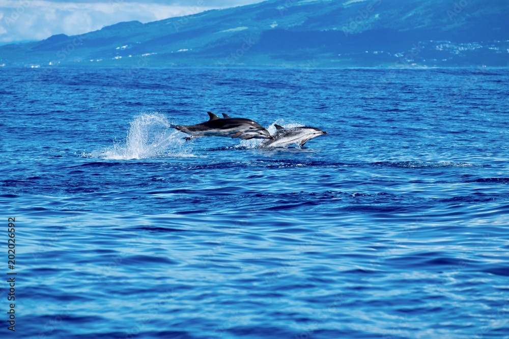 Airborne striped dolphins in the Azores 