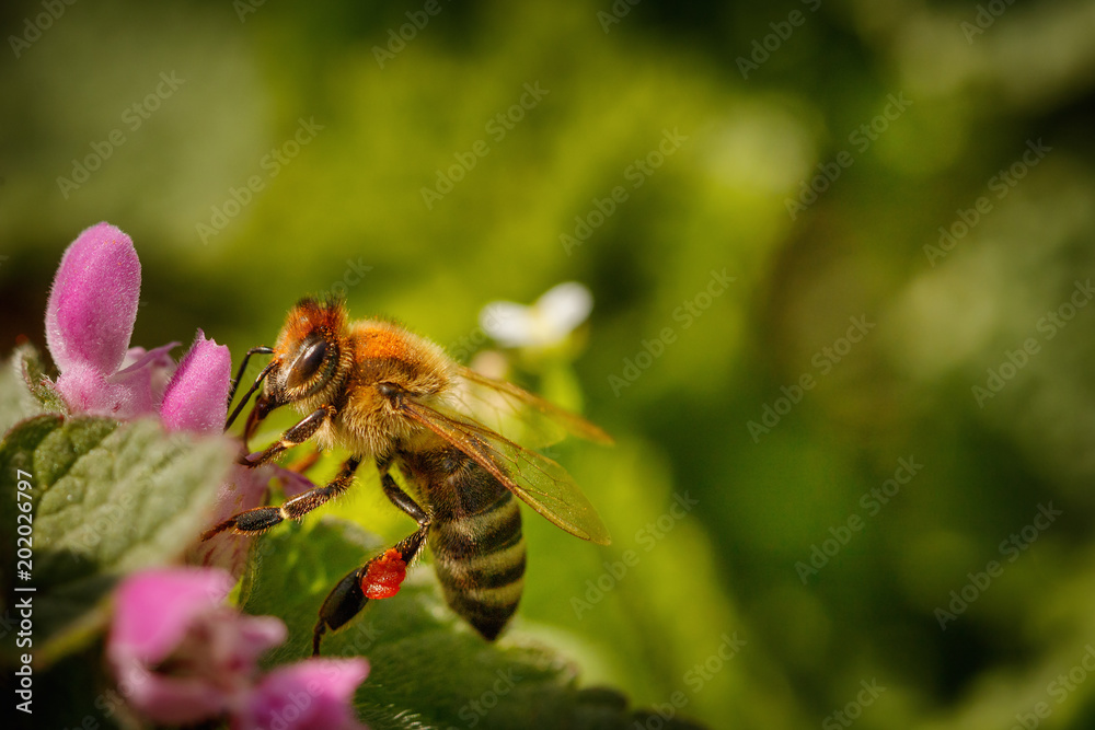 Bee on a white flower collecting pollen and gathering nectar to produce honey in the hive - with right copy space