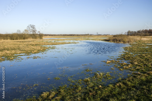 Spring meadow flooded with water