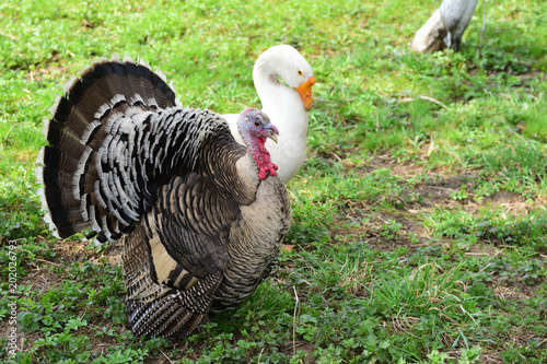 Turkey and goose