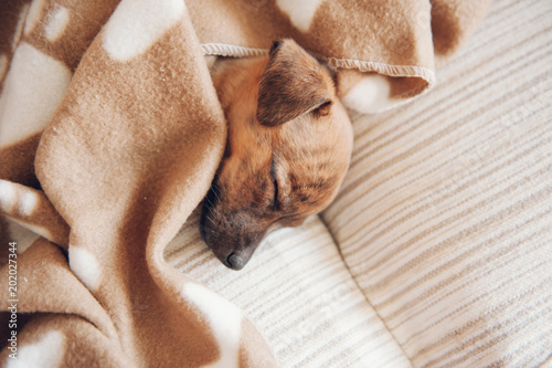 puppy sleeping on the couch with a brown blanket
