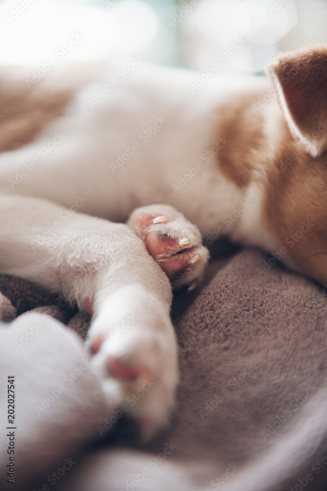 hooves of a puppy lying on a purple blanket hooves of a puppy lying on a purple blanket