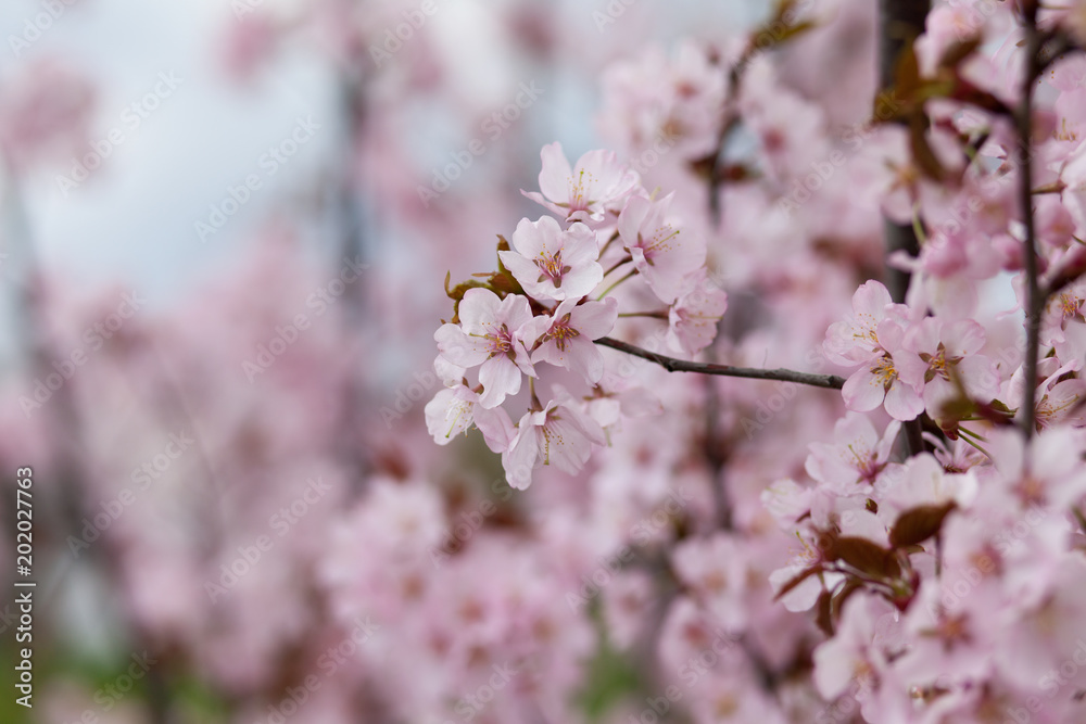 Bright and delicate pink flowers on an apple tree close-up. Spring is a photo of flowering trees Bright and delicate pink flowers on an apple tree close-up. Spring is a photo of flowering trees