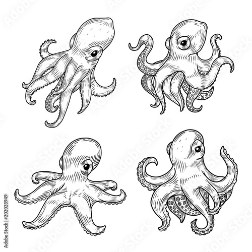 Set of isolated cartoon baby or kid octopus or squid