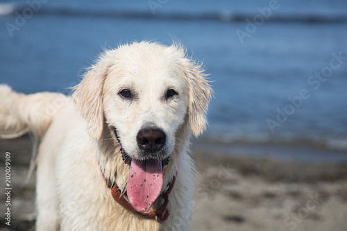 Close-up Portrait of wet and happy dog breed golden retriever on the sea shore and blue sky background. Image of funny dog on sunny day in summer