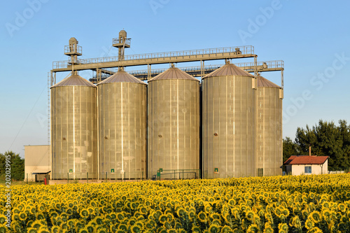 Sunflower farm and silo in twilight