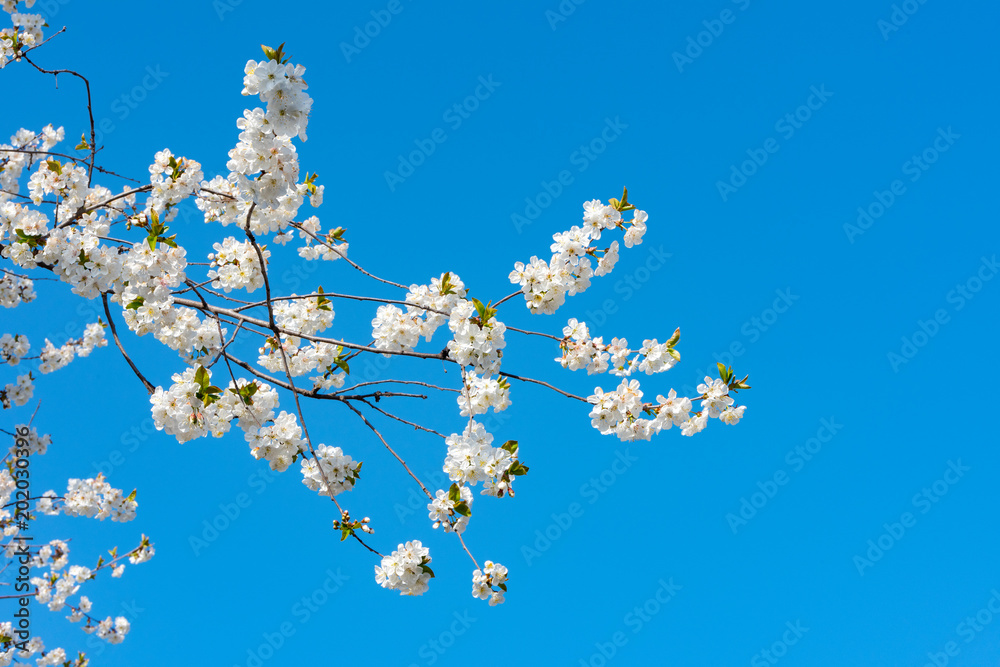 Blooming spring fruit tree Blooming spring fruit tree