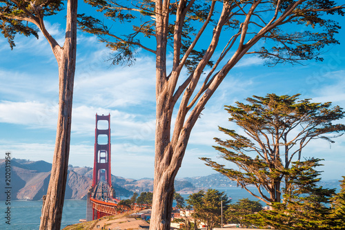 Obraz na płótnie Golden Gate Bridge with cypress trees at Presidio Park, San Francisco, California, USA w salonie