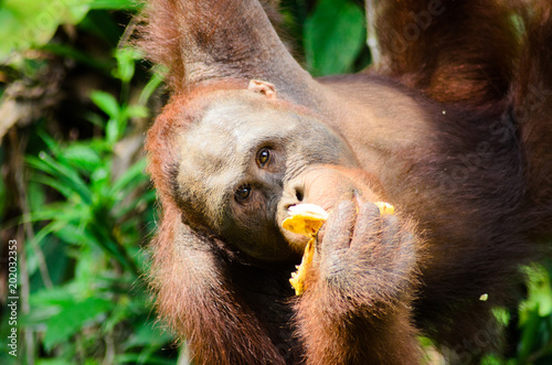 Feeding time of Orang utan at Semenggoh Nature Reserve photo