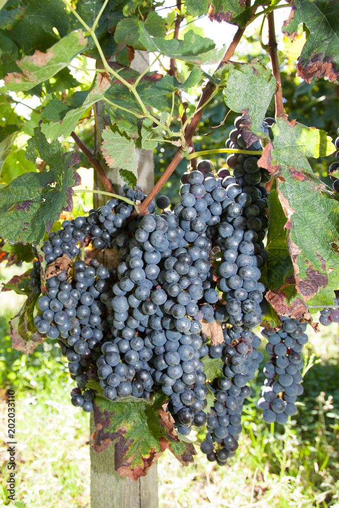 bunch of grape vines at harvest time