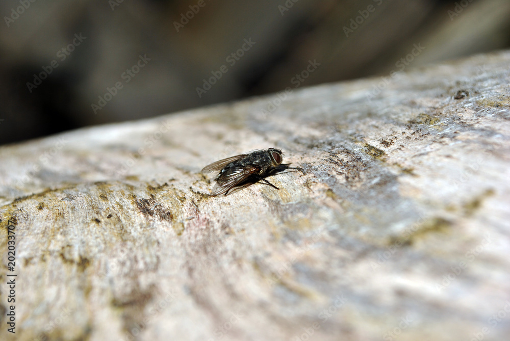 Fly sitting on wooden surface in sunlight, blurry background texture Fly sitting on wooden surface in sunlight, blurry background texture