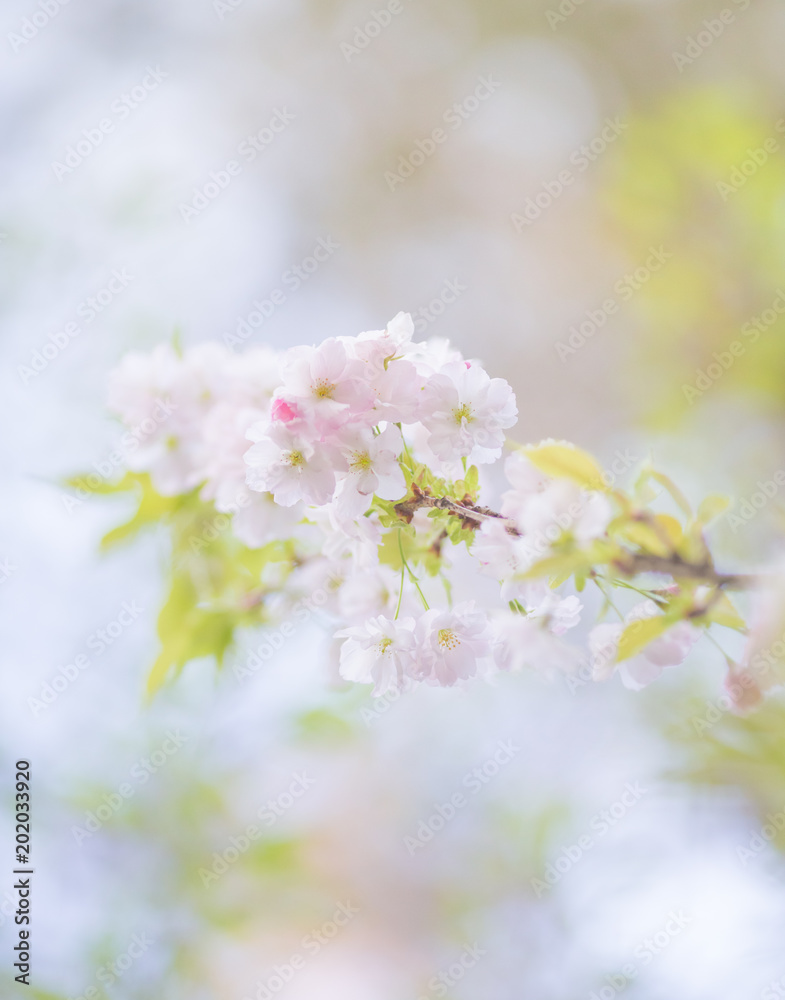 White pink  flower on tree