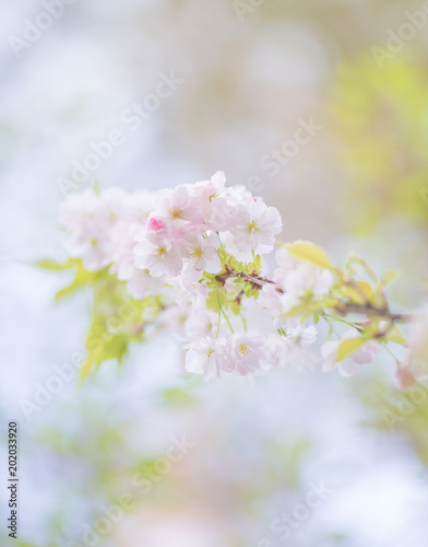 White pink  flower on tree © Mariusz