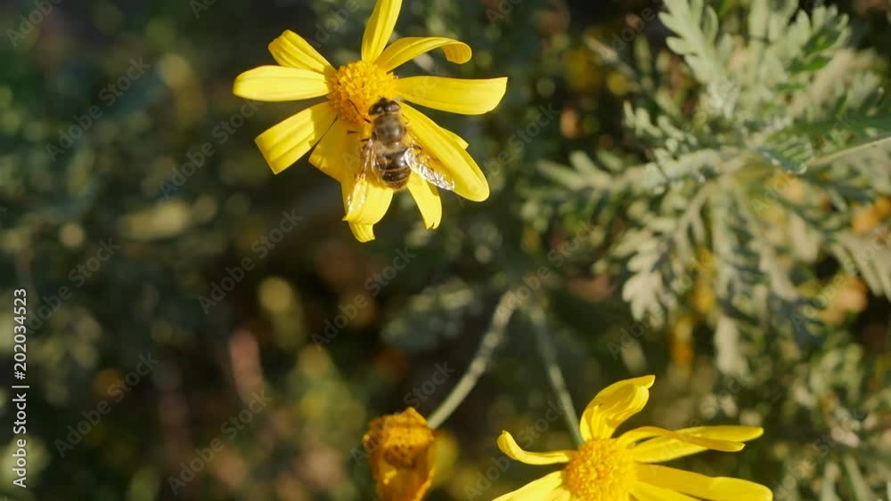 Bee on a chamomile.