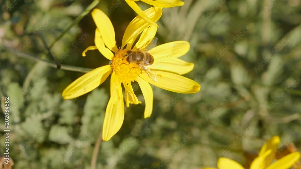 Bee on a chamomile. Bee on a chamomile.