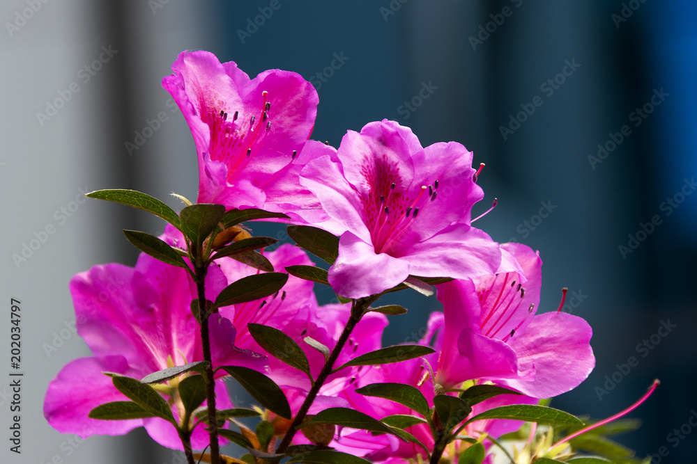 Rhododendron indicum Azalea indica, pink azalea in bloom, organic garden  Guatemala. foto de Stock | Adobe Stock