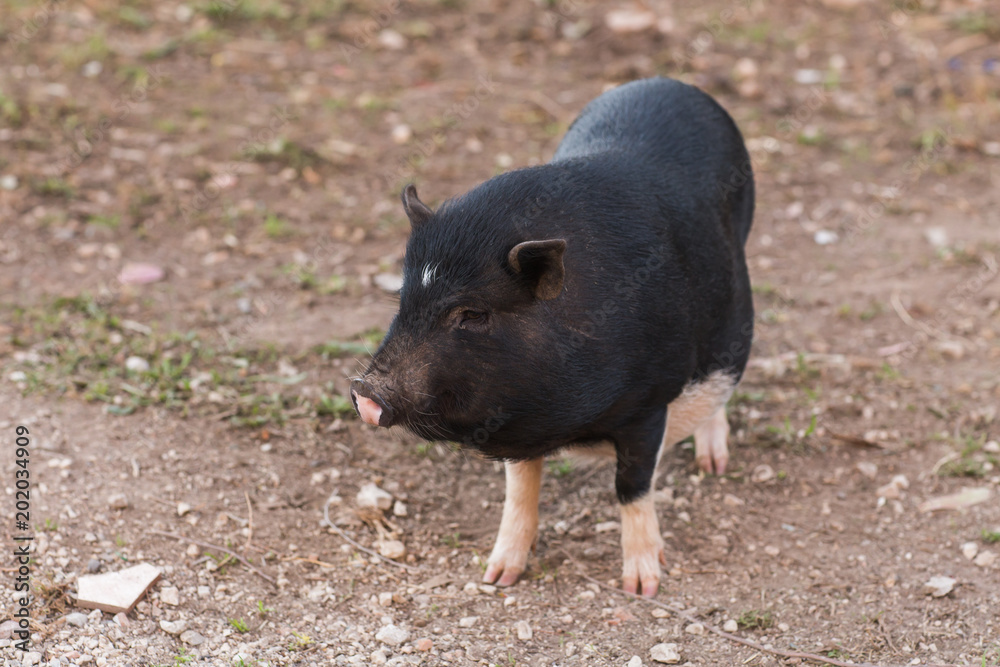 Wild black boar or pig. Wildlife in natural habitat Wild black boar or pig. Wildlife in natural habitat
