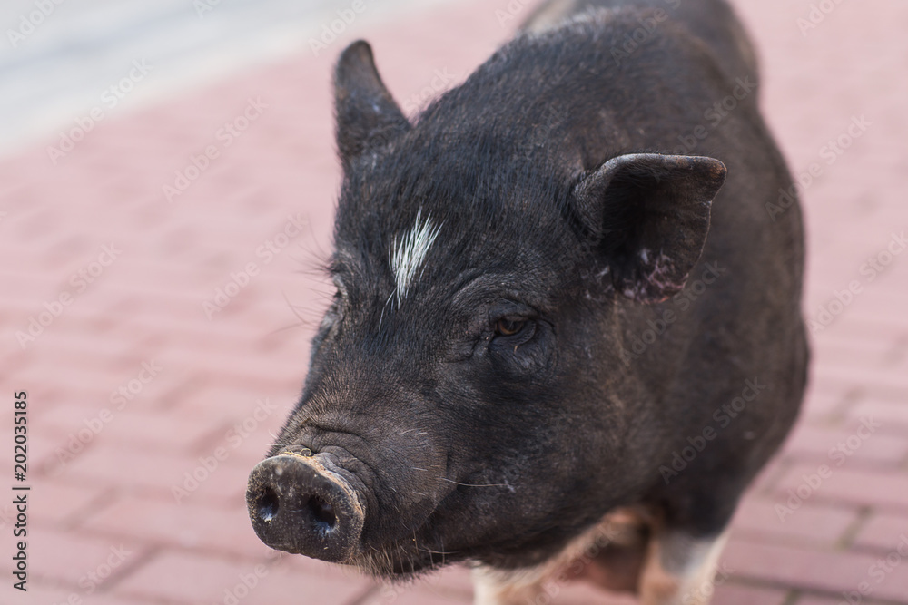 Wild black boar or pig close up. Wildlife in natural habitat Wild black boar or pig close up. Wildlife in natural habitat