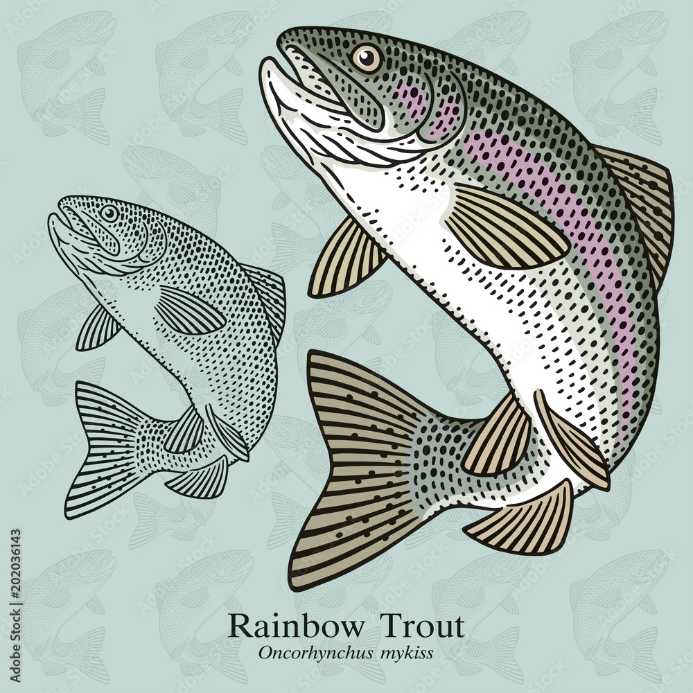 Fototapeta premium Rainbow Trout. Vector illustration with refined details and optimized stroke that allows the image to be used in small sizes (in packaging design, decoration, educational graphics, etc.)