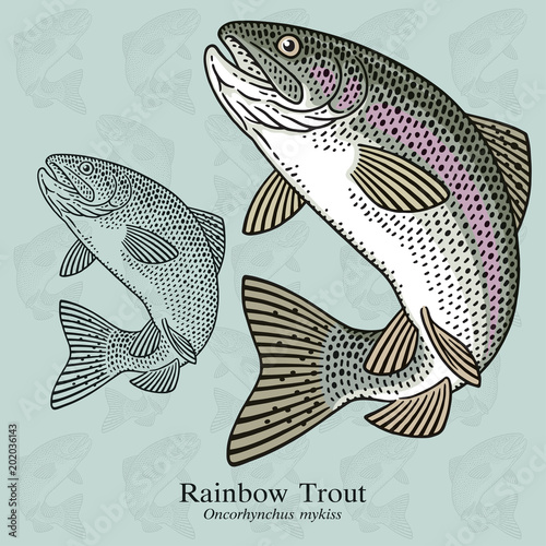 Rainbow Trout. Vector illustration with refined details and optimized stroke that allows the image to be used in small sizes (in packaging design, decoration, educational graphics, etc.) photo