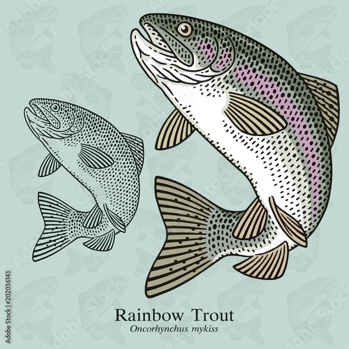 Rainbow Trout. Vector illustration with refined details and optimized stroke that allows the image to be used in small sizes (in packaging design, decoration, educational graphics, etc.)