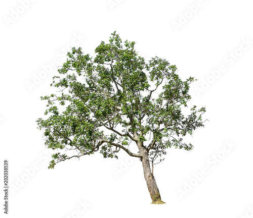 Artocarpus lacucha. Monkey Jack medium tree inclined isolated on white background.