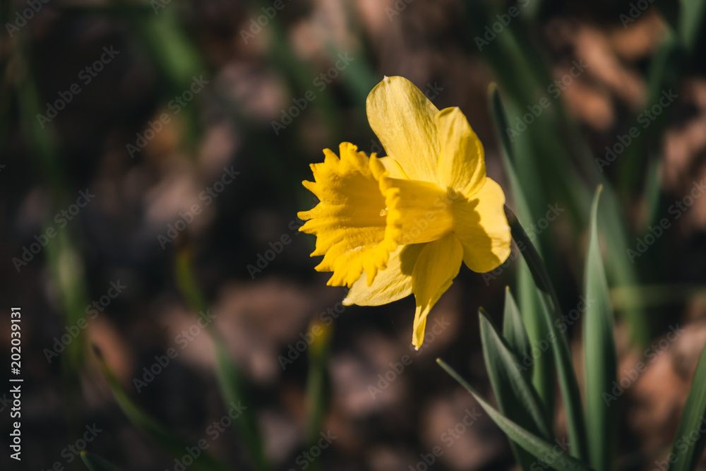 Fototapeta premium Gelbe Osterglocke Blüht im Garten Schöne Garten Blume Frühlingsanfang