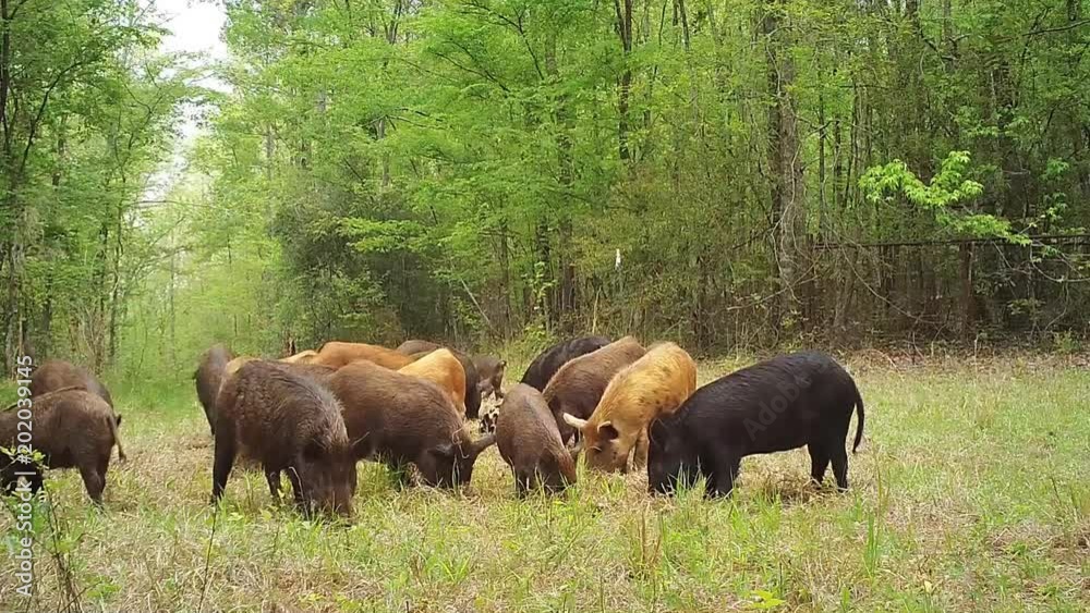 wild boar invasive species wild boar invasive species