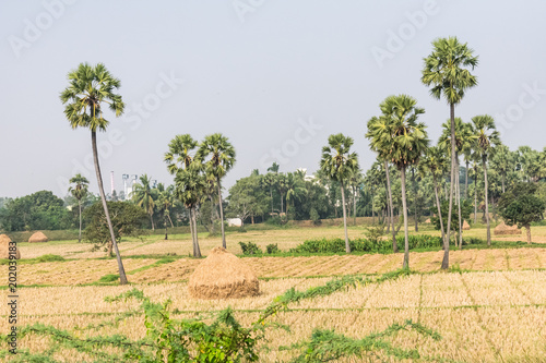 coconut trees plantation on paddy farm looking awesome after harvesting of rice.