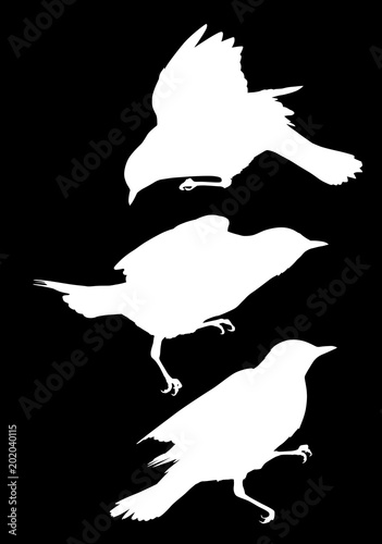 three fieldfare silhouettes isolated on black