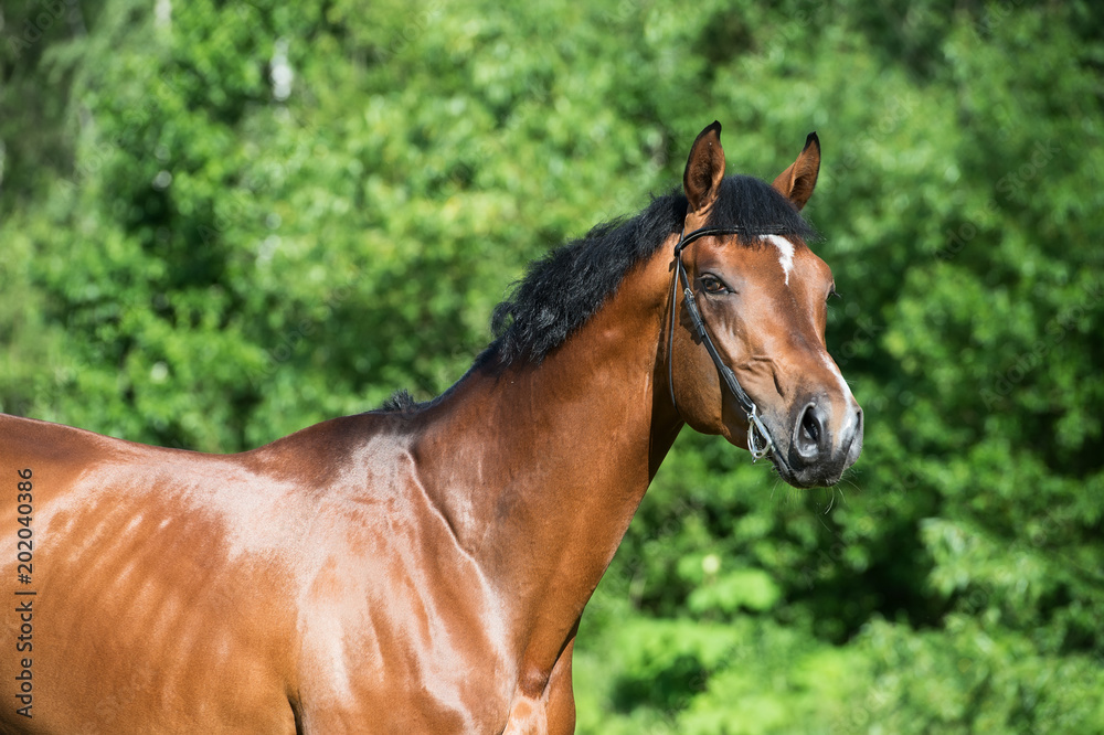portrait of young  sportive stallion