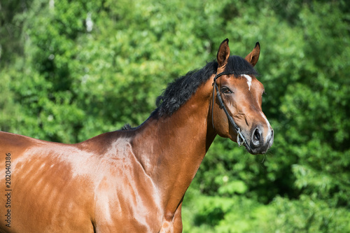 portrait of young sportive stallion