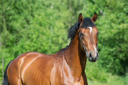 portrait of young  sportive stallion © anakondasp