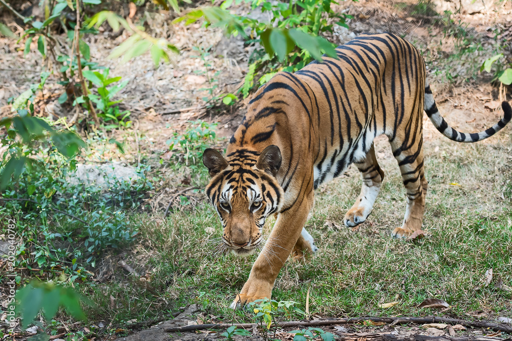 Fototapeta premium Close up tiger.