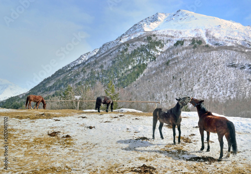 several horses graze in a mountain valley against a background of snow-capped mountain peaks © avtor_ep