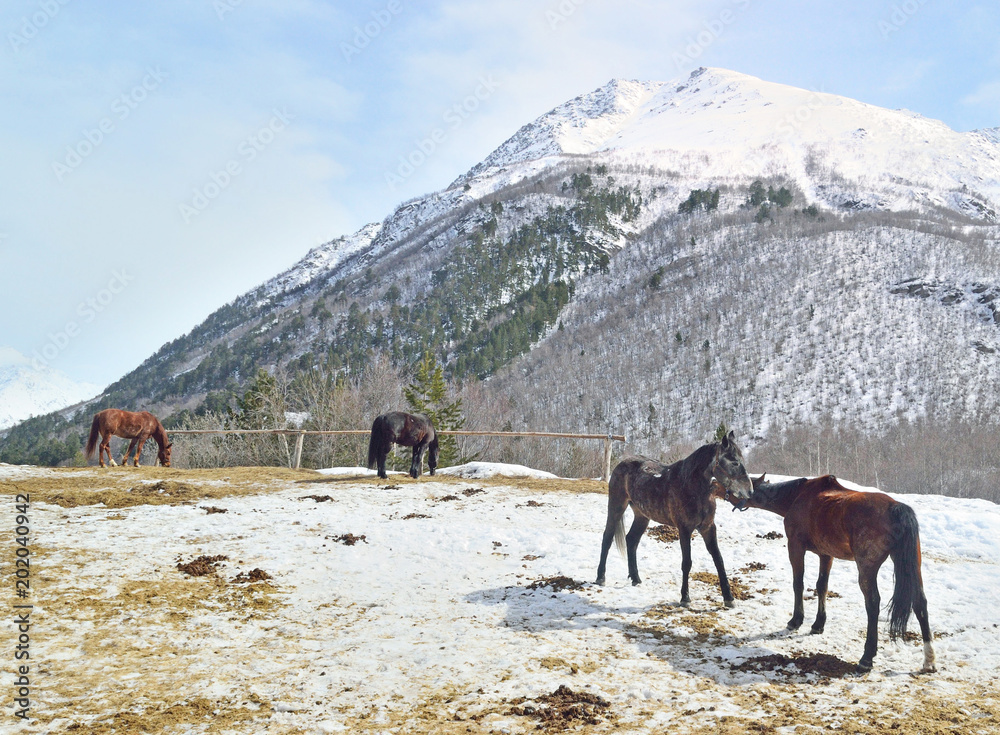several horses graze in a mountain valley against a background of snow-capped mountain peaks