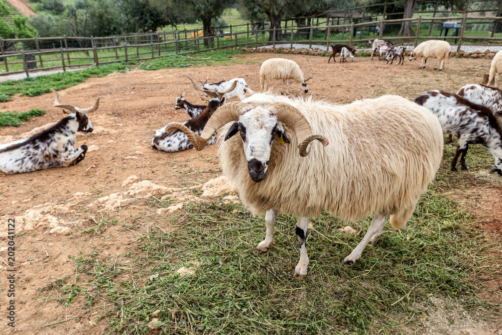 Obraz premium A herd of Portuguese goats is kept in the stall. To graze.