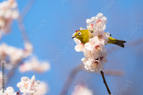 梅の木に留まるメジロ