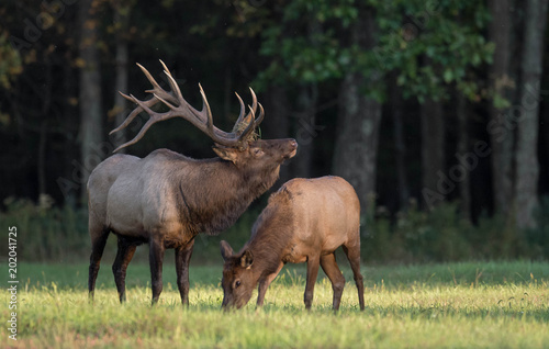 Elk