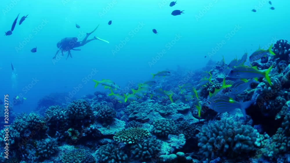 Scuba diver swimming with fish in ocean in Tahiti / Moorea, French Polynesia Scuba diver swimming with fish in ocean in Tahiti / Moorea, French Polynesia